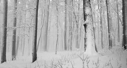 В зимнем парке / Царицыно 2018