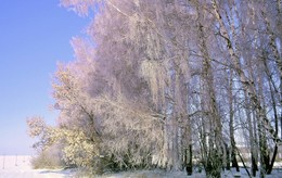 Мой авторский почерк / Мороз посеребрил инеем деревья, а в лучах солнца иней играет разными цветами от розового до фиолетового.