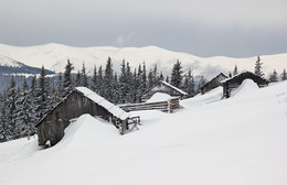 Полонына Погарская / На заднем плане громада Свидовца. Фотоотчет похода: http://xt.ht/xtreport/0--imovii-perehid--istricya----horna--isa