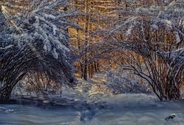 Заснеженная тропинка в парке. / Сокольники.