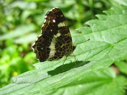 Бабочка лесная / В лесу. Новосибирская область.
