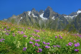 Цветы Кавказа / Урочище в Махарской долине