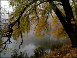 Осенние зарисовки / Дерево