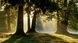 Утро в парке....... / Шуваловский парк. Июнь