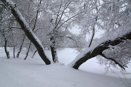 Деревья в снегу. / Бутово.