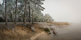 Frozen forest / Снова всё в инее.