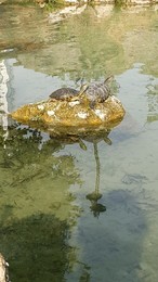 Не мое отраженье / Желтоухие черепахи в городе Анталия