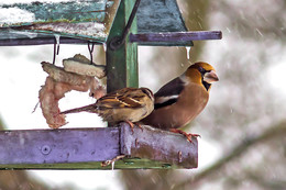 Дубонос и воробей / Дубонос для Полоцка редкая птица.