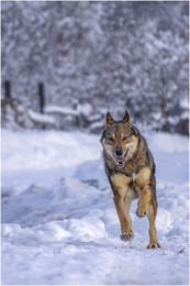 Волчок / Nikon D5200