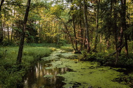 Там чудеса- там леший бродит.... / лес болото речка