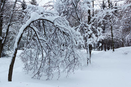 Зима укрыла снегом / Россия, Москва, парк Северного речного вокзала. Февраль, 2018 год.