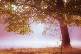 Густой туман на рассвете / Дерево в густом тумане летним утром