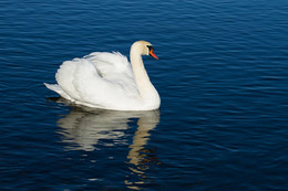 Белый лебедь на голубом озере / Белый лебедь на голубом озере