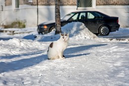 Знакомство. / Кошечка, машина, зима , тени, солнце , день чудесный.