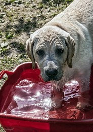 Ну что, фотограф, мокнёмся? / Лабрадор - водяная собака.