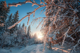 Зима в лесу / Солнечная лесная просека в районе Чусовой. Пермский край.