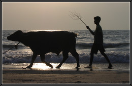 Индийский пастушок. / Гоа .Индийский пастушок за 7 км. вел на свидание к священным коровам бычка...