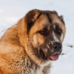 Кени. / Милое создание .