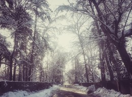 На снежном перекрёстке / Пёс долго наблюдал за происходящим