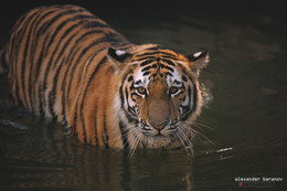 Король Тигр / 2015 год, тигр в Рижском зоопарке