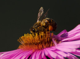 Труженица / цветок пчелка