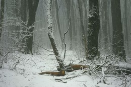 Опять зима / Снег в лесу,который растаял через час