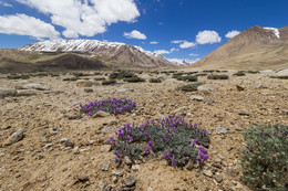 Памирское плоскогорье / Памир. Таджикистан.
высота 4000м