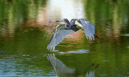 Tricolored heron / Трёхцветная цапля (Egretta tricolor)
Особо интерестных фактов о этой птицы нет
Когда они ощущают опасность цапля маскируюет себя в окружающей растительности, стоя прямо на одной лапе и клюв направлен к небу.
Трёхцветная цапля - единственная из цапель с темной расцветкой и белым животом.
Клюв изменяет свой цвет в течение сезона размножения.