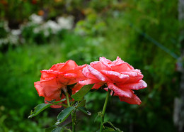 Розы в моем огороде / Крым