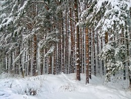 Зимнелесье. / зима, лес