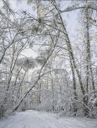 &nbsp; / Зимний лес.