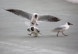 посадка / озерные чайки