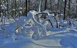 Причуды зимнего леса ... / Февраль ...