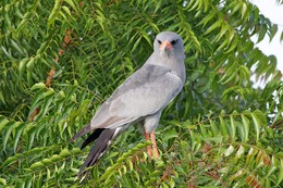 Тёмный певчий ястреб / Darck-chanting GoshawkТёмный певчий ястреб