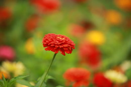 red flower / red flower