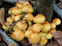 Выросли грибы по осени / Выросли грибы по осени