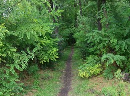 Тропинка / тропинка через заросли акаций