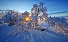 Солнце в ветвях / Мурманская обл.