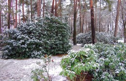 Зимний сад / Ботанический сад в Минске в начале февраля