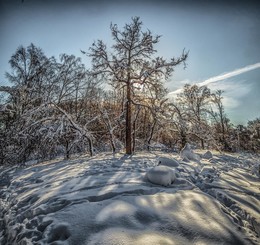 Древо. / Сокольники.