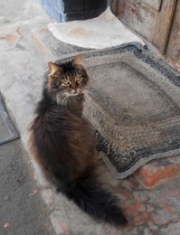 Нагулялся / Почему не открываешь? - спрашивает меня :)