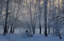 Зимний сон / утро, туман