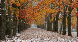 Осень прощай / Ставропольский ботанический сад