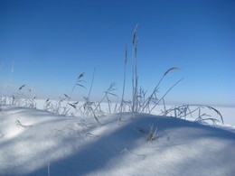 Сугробная жизнь / прошлогодние растения под снегом