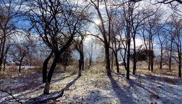 Мороз и солнце... / Контр свет сквозь голые деревья..