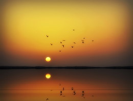 Птицы летящие к солнцу / Закат .