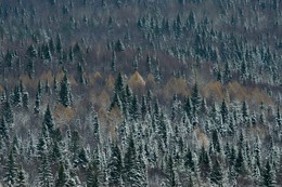 Зимний лес / Зимний лес