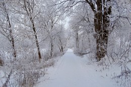Зимняя аллея / Зимняя аллея