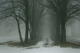 Туманная аллея / Ставропольская зима