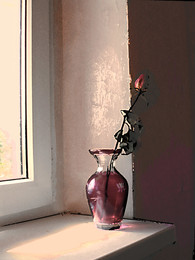 Цветок в интерьере / Один цветок на подоконнике перед окном
